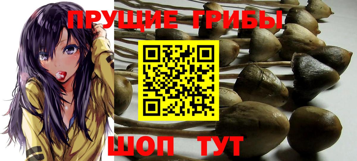 Электрогорск  Псилоцибиновые грибы Cubensis  Вход с VPN 